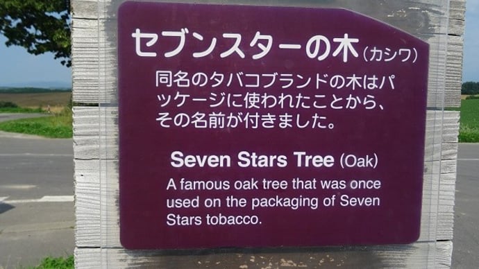 北海道６－⑦　セブンスターの木