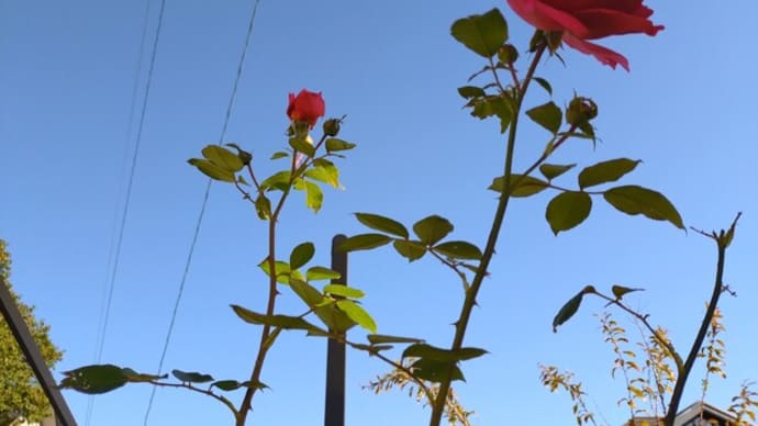 チョコレートコスモス赤とんぼ あられを使って寄せ植え