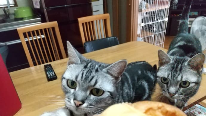 シュークリームに群がる猫。