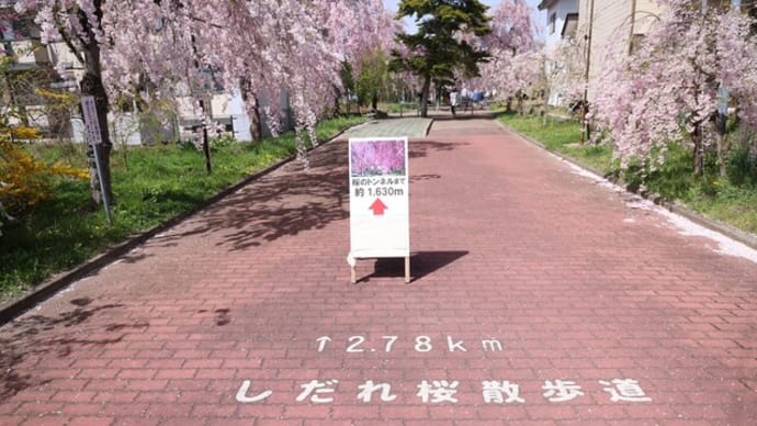 喜多方市の日中線しだれ桜並木