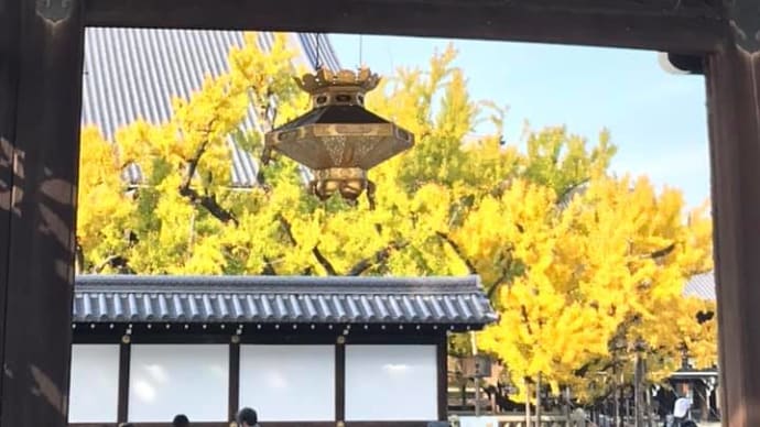 銀杏の葉が色づいて