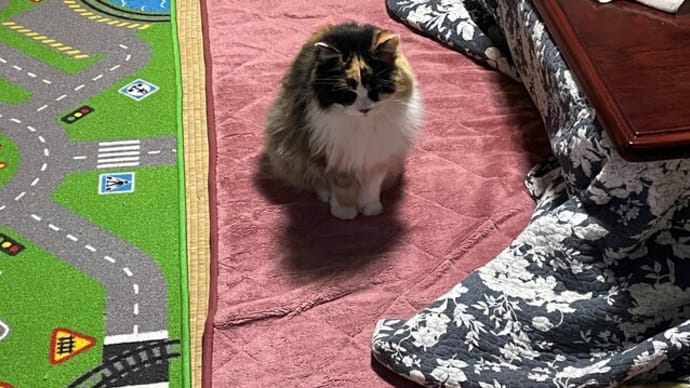 待っている猫