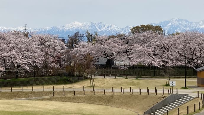 観葉植物の挿木