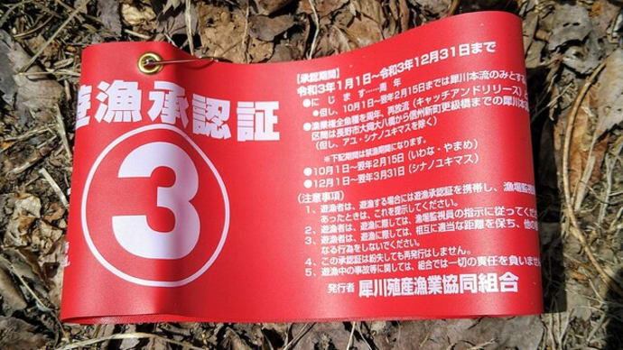 金色の魚体!?〜犀川トラウト
