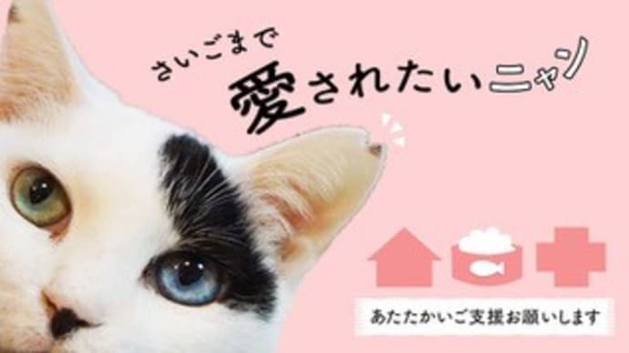 人慣れしない猫とどう暮らしているのか