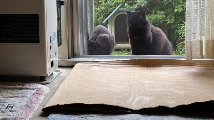 午前の黒猫ダブル