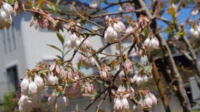 ブルーベリーの花