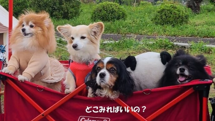豪華な海鮮バーベキュー~2023春わん友BBQ②