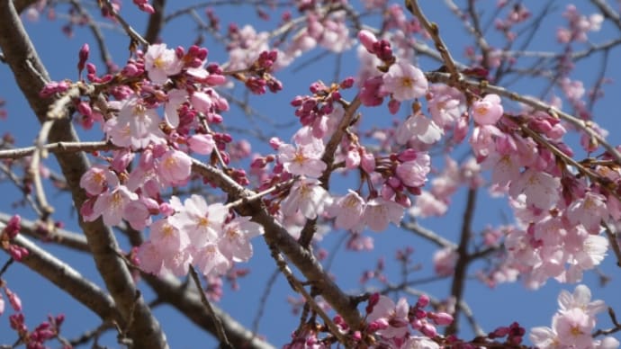 桜、次々と開花です。’21.3.18