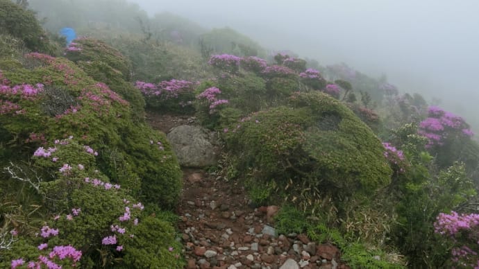 ５日．韓国岳のミヤマキリシマを見に
