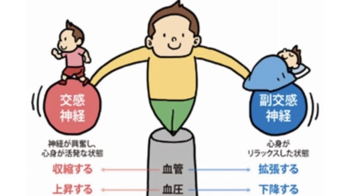 コロナ疲れに負けないで❗️自律神経の仕組み❗️