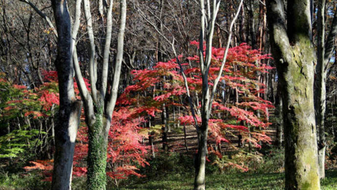 名残りの紅葉