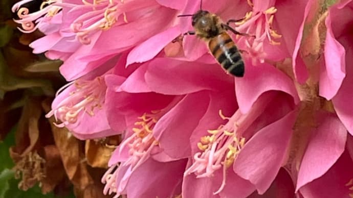 バレンタインデー　/蜜蜂のモーニング