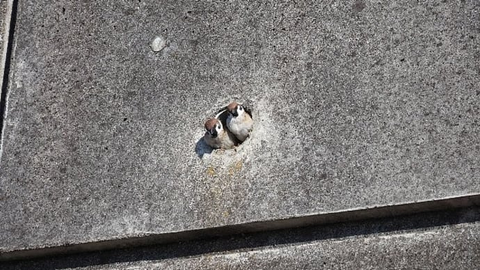 雀のお宿は擁壁マンション？