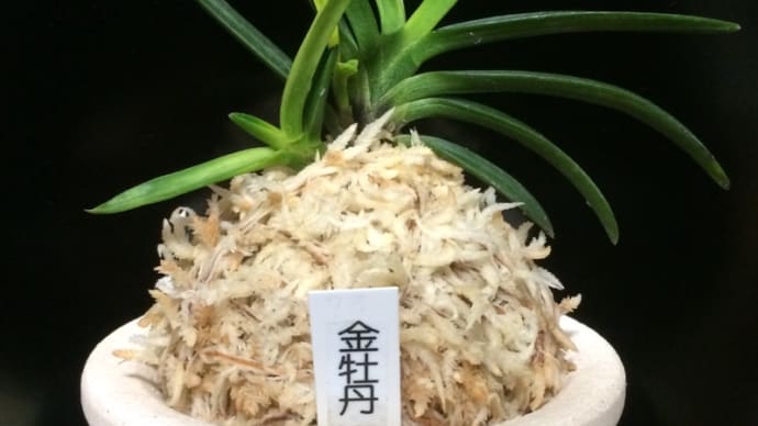 金牡丹(黒牡丹より)