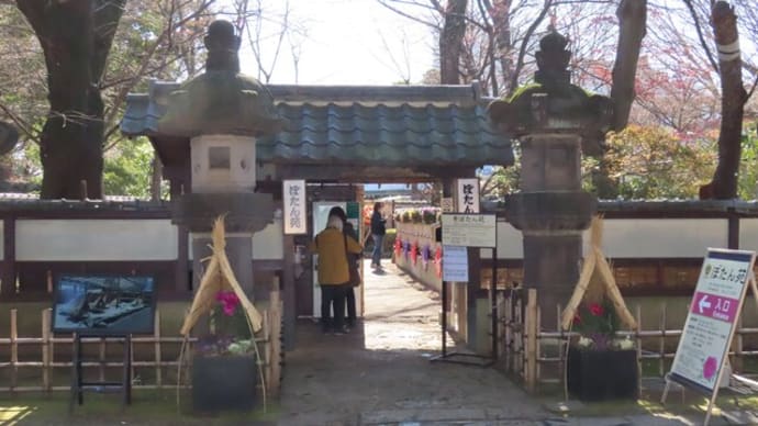 花散歩・上野東照宮牡丹苑:冬牡丹 1