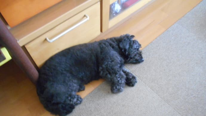 ハッシュタグ 失明犬との暮らし Goo Blog Gooブログ ハッシュタグ 失明犬との暮らし Goo Blog Gooブログ