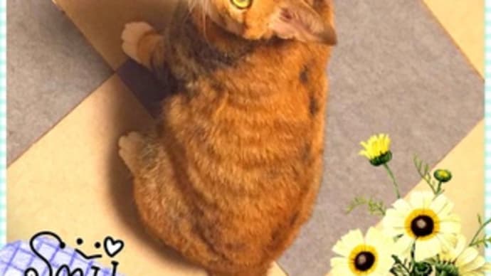 1月1日のもうひとつおめでたいこと。末っ子 はなちゃん2歳になりました!