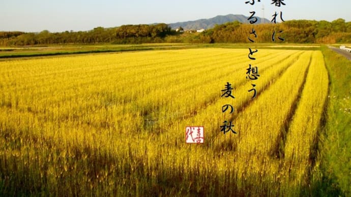 はじめての俳句🖊14~麦の秋