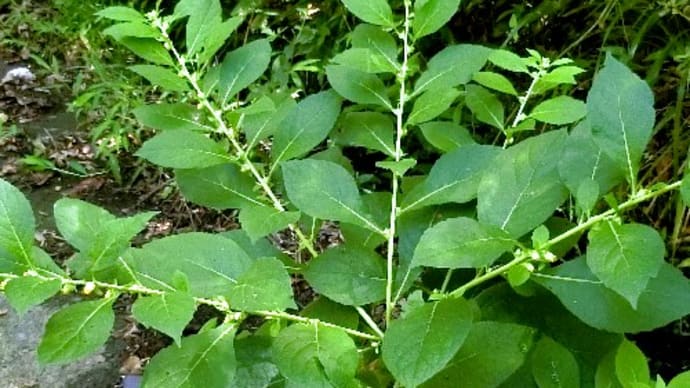 身近な小さな野草花、ヤブタバコ、ノブキ、ハナイバナ、チョウジタデ、他