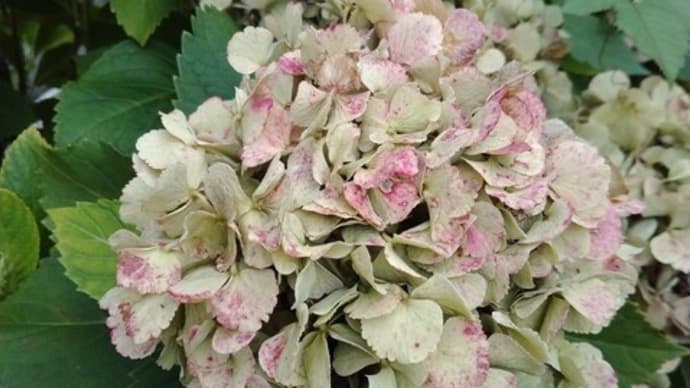 暑いけれど、草だらけの庭・・・アジサイを剪定しました～～！