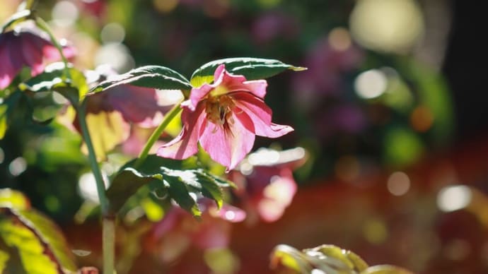 朝のキラキラと最後の「花の美術館」