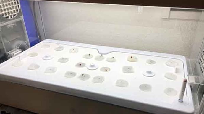 水耕栽培グリーンファーム〜自宅編 発芽!〜