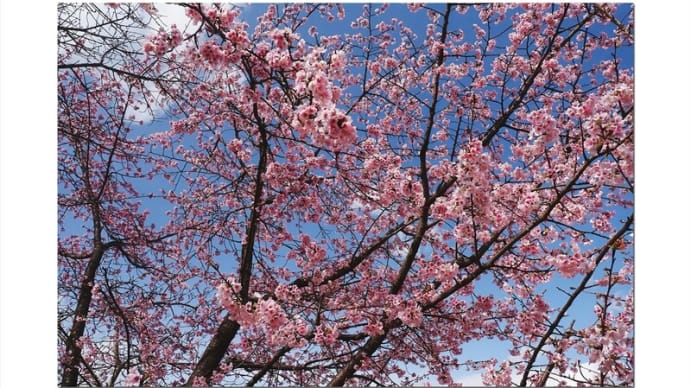 大寒桜 満開