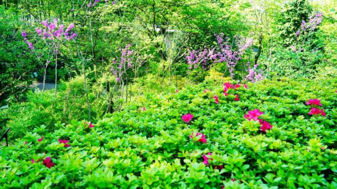 オオデマリ、フジ、ハンカチノキの花（赤塚植物園 2023.4.9撮影）