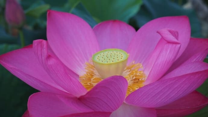 南越前町 花ハス公園