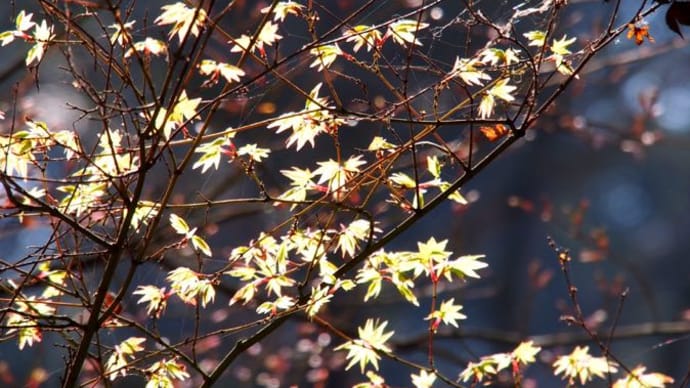 京都・山の上のお寺、紅葉の永観堂。でも春。