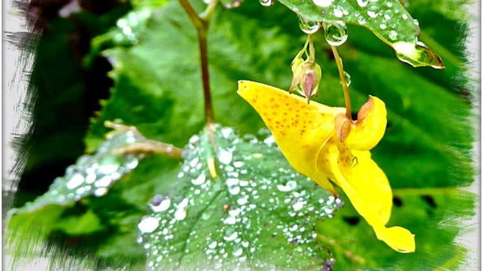 小雨そぼ降る東遠野原野（北海道釧路町）で、雫に濡れながら往く夏を惜しむキツリフネの花を撮る
