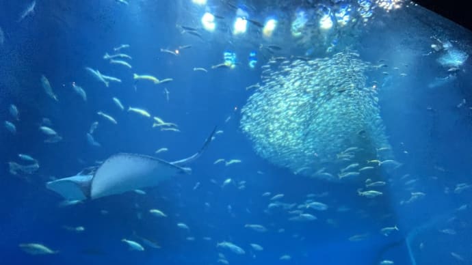 サメの飼育種類数が日本一　「アクアワールド茨城県大洗水族館」