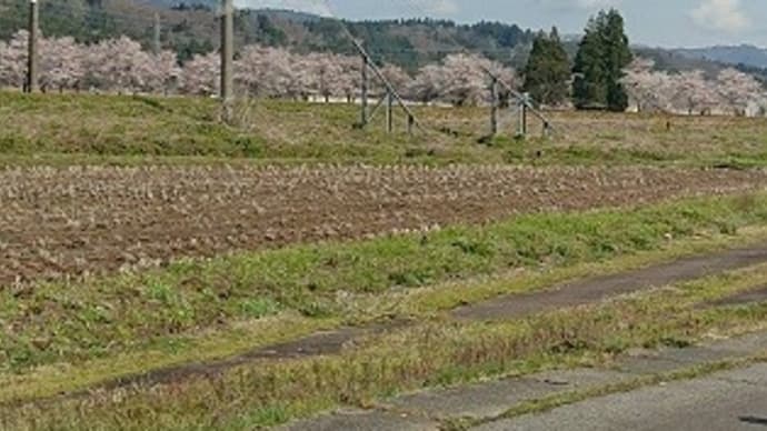 今日は塩沢のさくら🌸