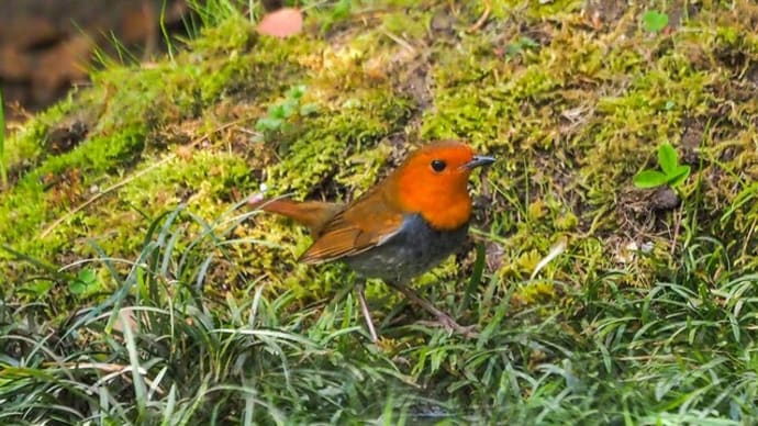 野鳥の「コマドリ」です