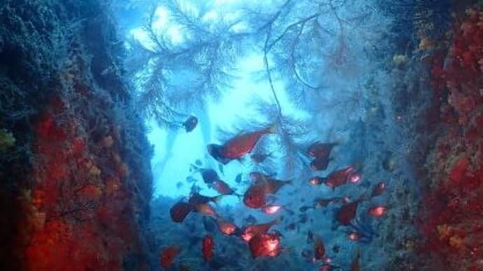 海からのお便り(^^)/