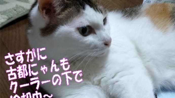 進化しなければいけない人類と避雷針🗺️!長く暑い夏になりそう~・・・