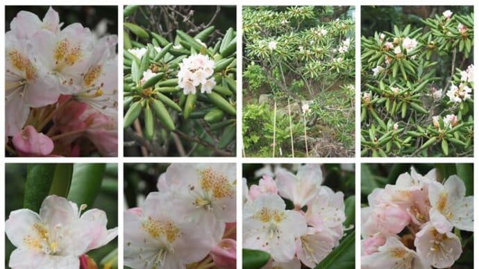 「日高石楠花の花が咲きました」　MY　GARDEN　2021.07.12日撮影