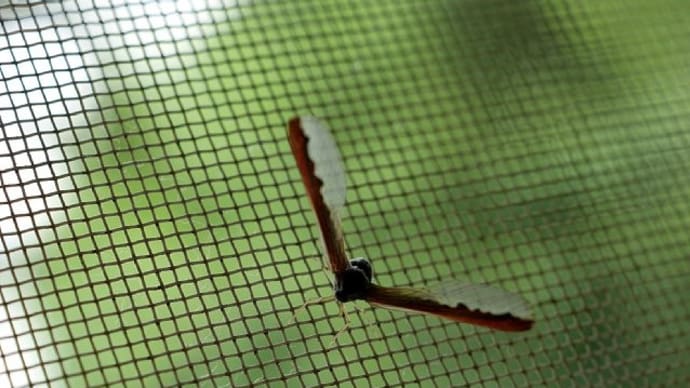 夏の朝の訪問者、君の名は?
