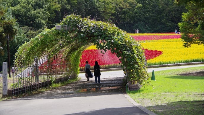 羽毛ケイトウ・・・ 武蔵丘陵森林公園