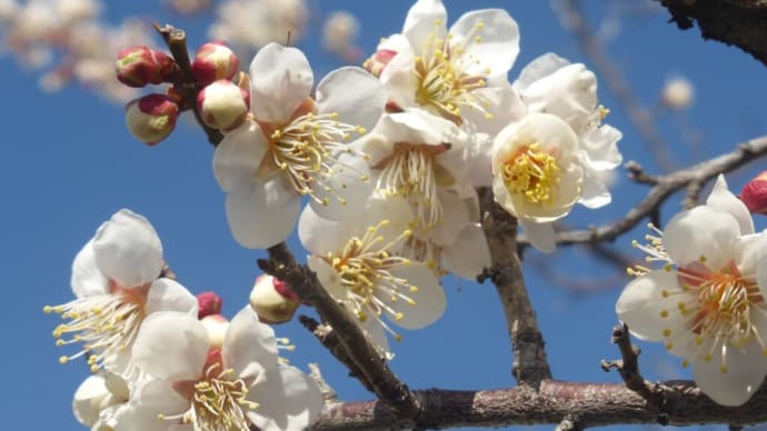 小梅の花が咲いている