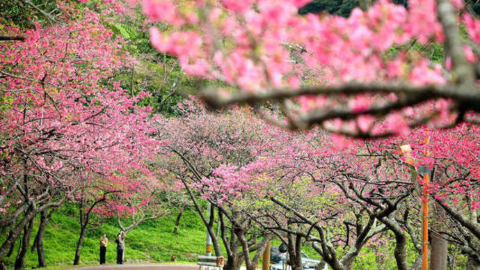 「日本一の早咲き」沖縄のカンヒザクラ（寒緋桜）　2022年1月31日（月）