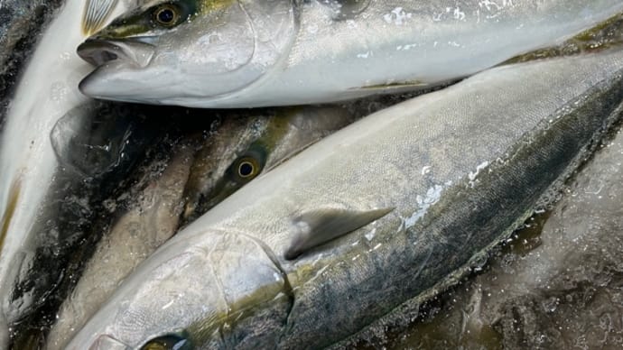 青魚はあるものの…