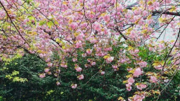 八重桜が満開🌸