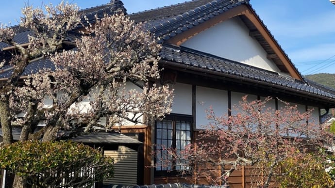 白梅と緋寒桜