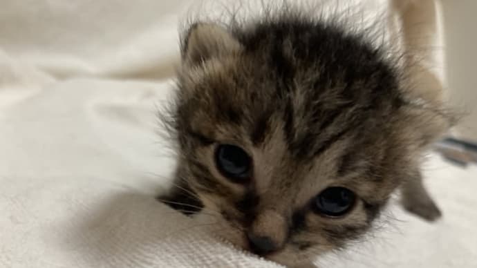 子猫7匹〜