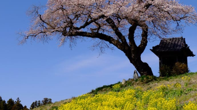 小沢の桜