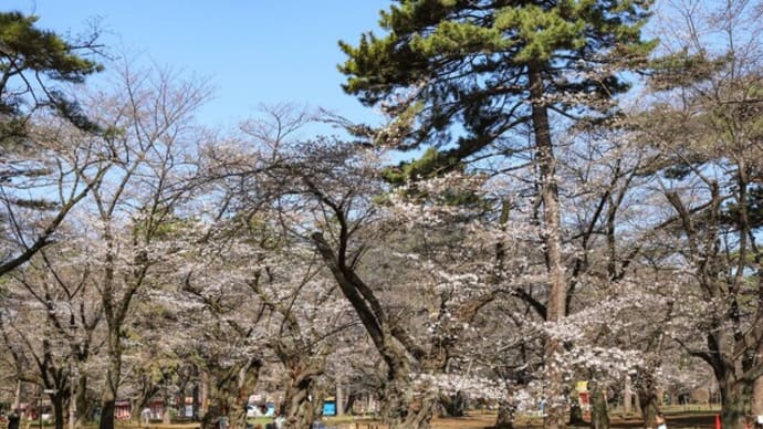 大宮公園桜開花速報(2024.3.31)