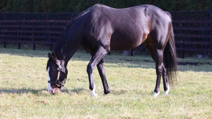 3年ぶりの馬たび②