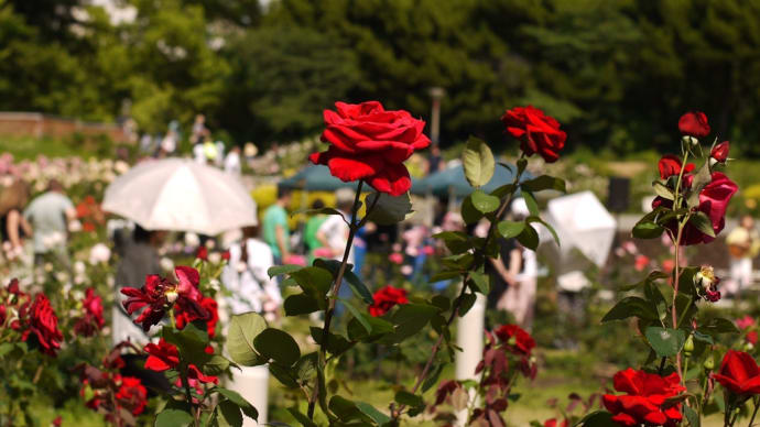 花と陽気と人